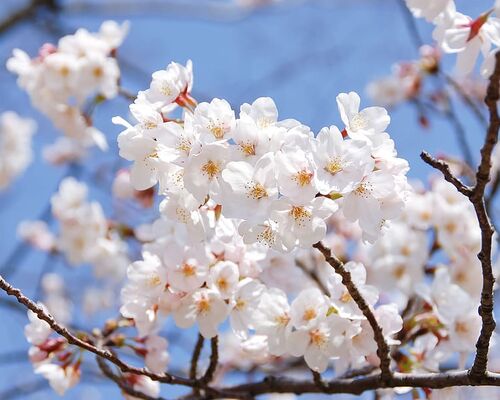 natural-landscape-japan-spring