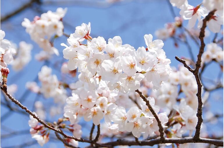 natural-landscape-japan-spring